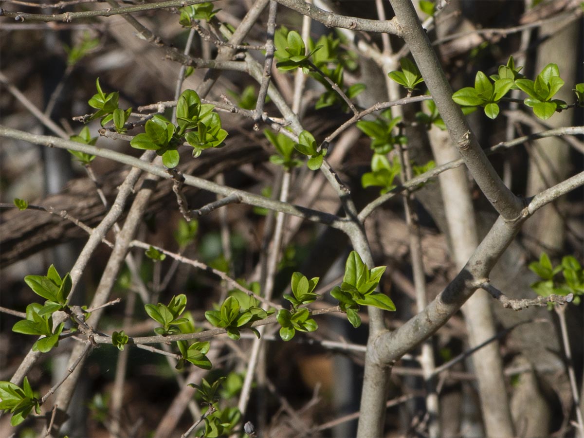 Ligustrum vulgare